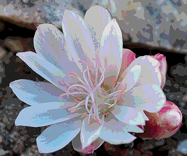 Bitter Root