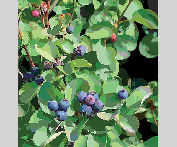 Saskatoon Berry