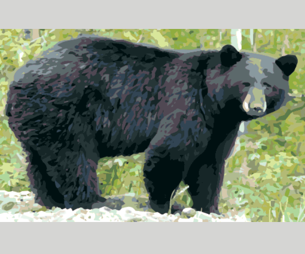 Bear